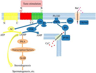 Taste receptors affect male reproduction by influencing steroid synthesis